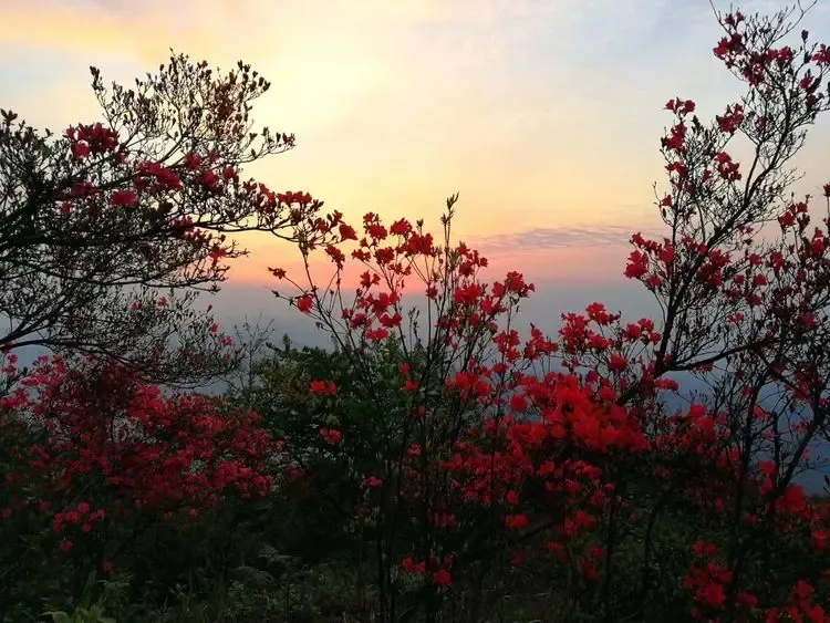 最美人间四月天，来天岳幕阜山纵享春日美好